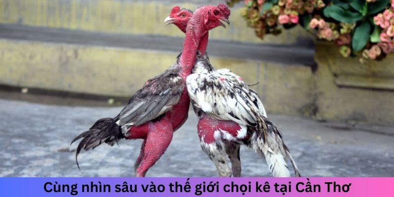 Chợ Tốt Gà Đá Cần Thơ - Điểm Lý Tưởng Cho Người Chơi Gà 1 Trang Chủ Jun88.com #1 Việt Nam Cùng nhìn sâu vào thế giới chọi kê tại Cần Thơ