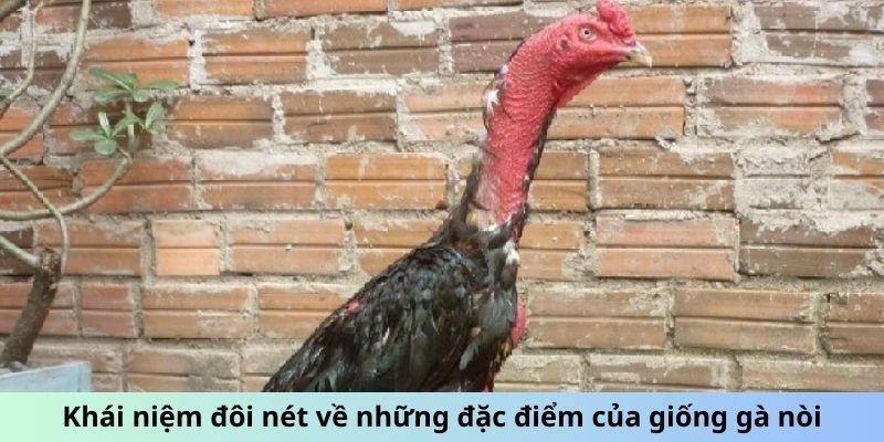 Gà chọi Nòi - Giống Gà Nổi Danh Với Lối Đá Sắc Bén 1 Trang Chủ Jun88.com #1 Việt Nam Khái niệm đôi nét về những đặc điểm của giống gà Nòi
