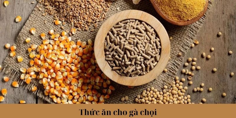 Thức Ăn Cho Gà Chọi Phổ Biến Và Lưu Ý Khi Lựa Chọn 3 Trang Chủ Jun88.com #1 Việt Nam Lưu ý khi sử dụng, bảo quản thức ăn cho gà chọi