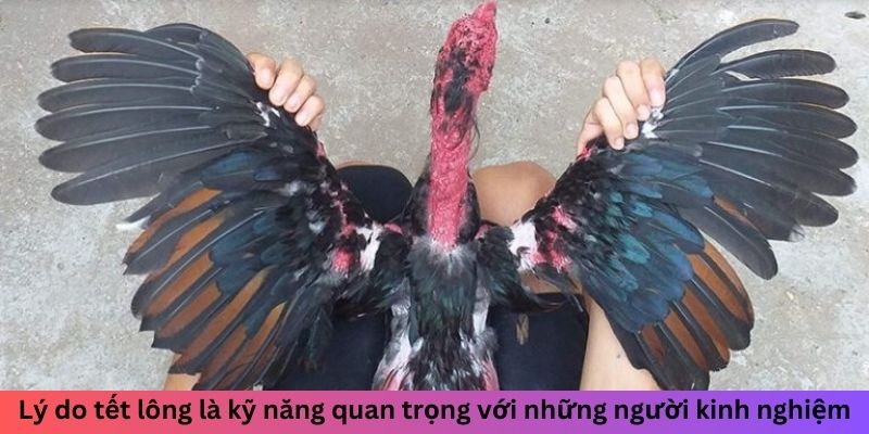 Tết Lông Gà Đá Như Thế Nào Để Tăng Sức Bền Chuẩn Và Đẹp 1 Trang Chủ Jun88.com #1 Việt Nam Lý do tết lông là kỹ năng quan trọng với những người kinh nghiệm