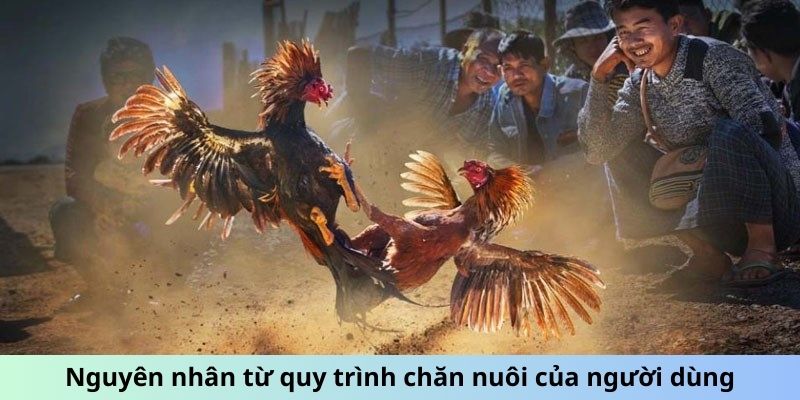 Cách Giúp Gà Đá Không Mổ Nhau Giữ Chiến Kê Hòa Bình 2 Trang Chủ Jun88.com #1 Việt Nam Nguyên nhân từ quy trình chăn nuôi của người dùng