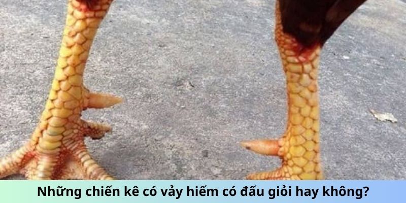 Vảy Gà Quý - Chiến Kê Bất Bại Với Đặc Điểm Vảy Đặc Biệt 3 Trang Chủ Jun88.com #1 Việt Nam Những chiến kê có vảy hiếm có đấu giỏi hay không?