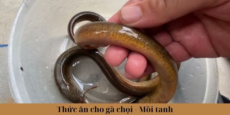 Thức Ăn Cho Gà Chọi Phổ Biến Và Lưu Ý Khi Lựa Chọn 2 Trang Chủ Jun88.com #1 Việt Nam Một số loại mồi tanh