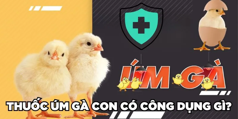 Thuốc Úm Gà Con Là Gì? Phân Loại & Cách Sử Dụng 2024 2 Trang Chủ Jun88.com #1 Việt Nam Thuốc úm gà con có công dụng gì?