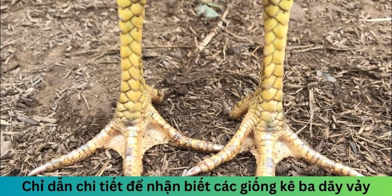 Gà Ba Hàng Vảy - Khám Phá Ưu Điểm Dòng Chiến Kê Cực Đỉnh 2 Trang Chủ Jun88.com #1 Việt Nam Chỉ dẫn chi tiết để nhận biết các giống kê ba dãy vảy